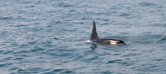Whale Watching in the San Juan Islands